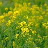 写真掌編：にほひをこせよ23：Yellow, yellow !