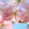令和八重咲くラ～ⅱ