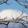 早咲きの桜
