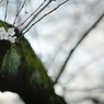 spring for tokyoites 2020