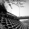 GR  monochrome　桜
