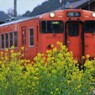 雨の菜の花