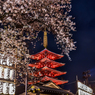 浅草寺の桜2