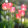 Tulips