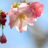 令和八重咲くラ～ⅳ