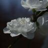 仲春　花桃