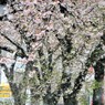 雪桜