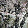 雪桜 