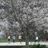 写真掌編：にほひをこせよ24：満開のこぶしの下で：写真句：NTW230