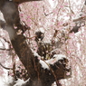 しだれ桜雪化粧
