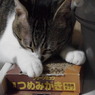 またたびに酔っ払ったにゃー。
