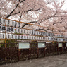 「雪降る浅草寺」-2