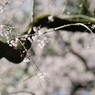 spring for tokyoites 2020