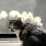 うちの猫