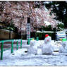 「桜と雪だるま」小江戸川越散歩356