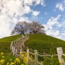 丘の上の桜