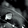 『Rain drops』白と黒の狭間で輝く