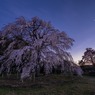 宵の明星と枝垂れ桜