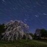 冬の星々の軌跡と枝垂れ桜