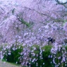 枝垂れ桜満開で〜す^ - ^