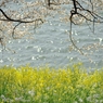 spring for tokyoites 2020