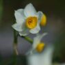 仲春　水仙