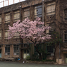 「廃校の桜満開に」