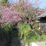 花見ポタ