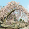 長谷寺の桜