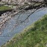 巴川の桜