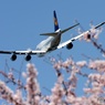 ✈sakuraの季節のジャンボ機は美しかった!!✈