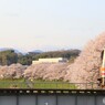 満開
