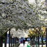 sakura①