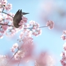 spring for tokyoites 2020