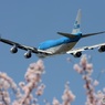 ✈sakuraの季節のジャンボ機は美しかったよ !!✈