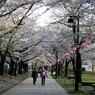 浮間公園 