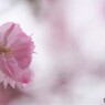 令和ヤエムラサキ咲くラ～ⅱ