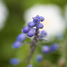 花壇のムスカリです。