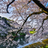 千鳥ヶ淵の桜