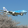 ✈「青色」今年もこうなる筈でしたが・今は飛んで⁈
