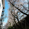 「　桜　」　２０２０　　岡崎公園界隈