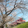 「　桜　」　２０２０　　岡崎公園界隈