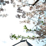 「　桜　」　２０２０　　岡崎公園界隈