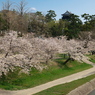 「　桜　」　２０２０　　岡崎公園
