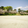 「　桜　」　２０２０　　岡崎公園