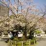 「　桜　」　２０２０　　岡崎公園