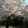 「　桜　」　２０２０　　岡崎公園