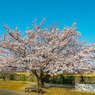 名もなき公園の桜