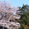 里山は初夏の趣
