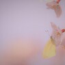 黄色い花びら